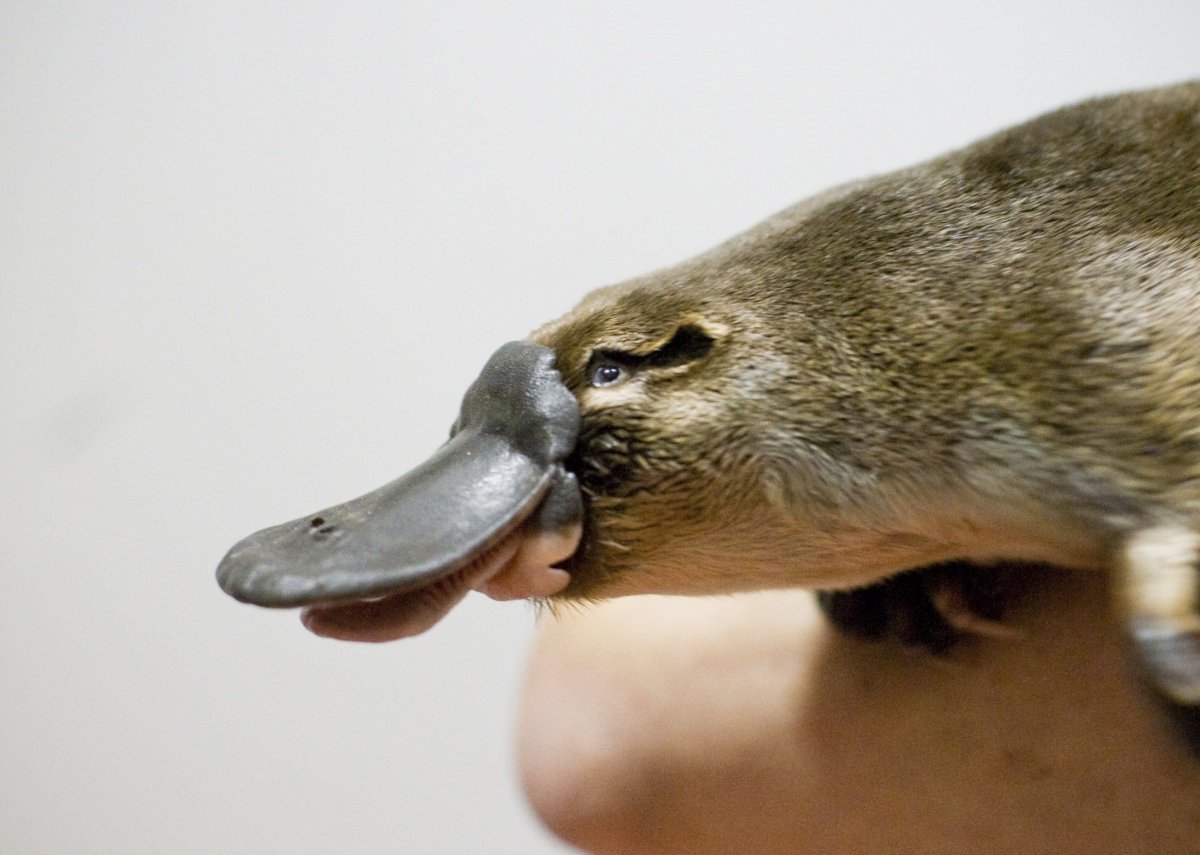 Животные Австралии Утконос