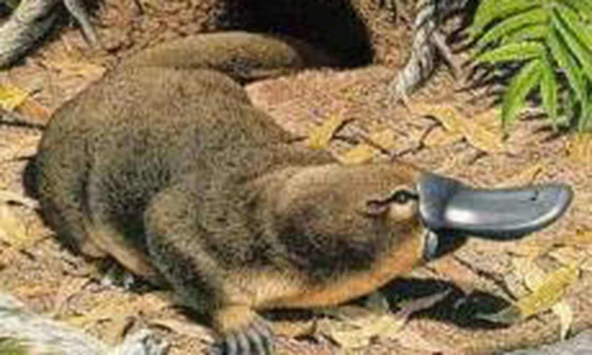 Фото Утконос кормит детеныша в хорошем качестве