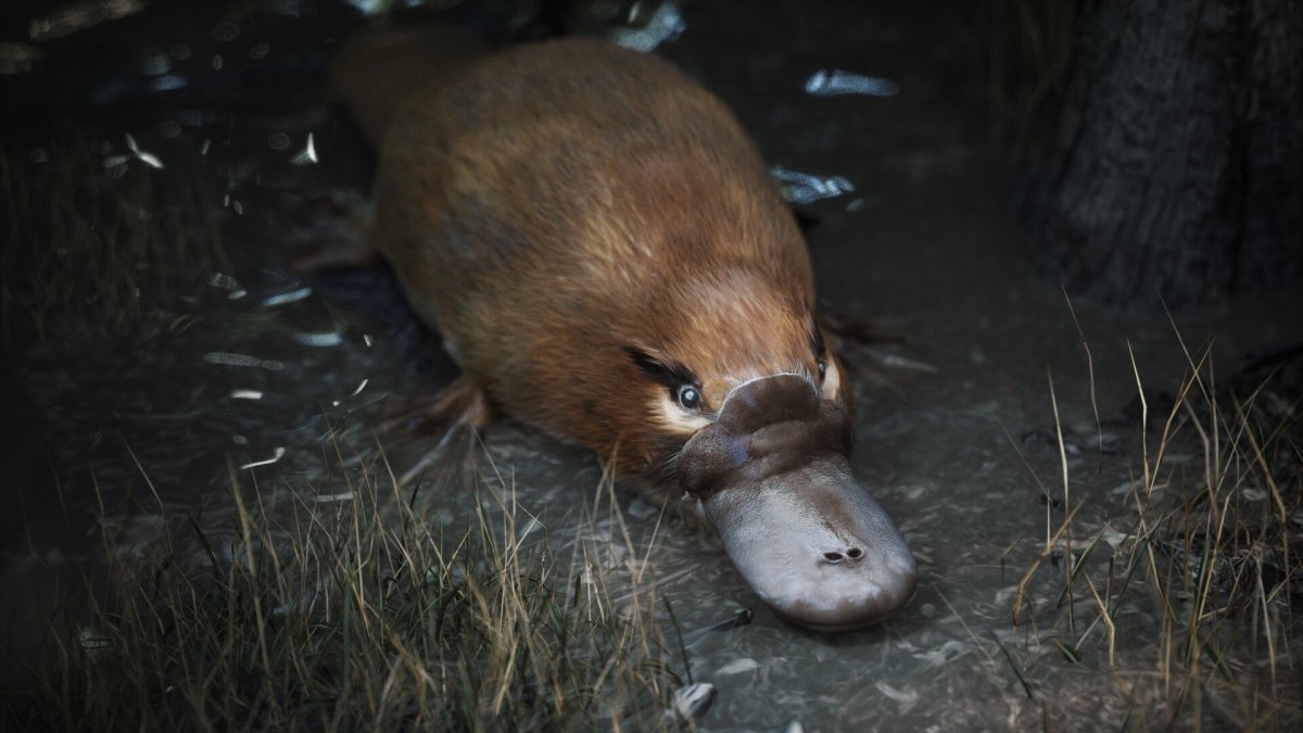 Животные Австралии Утконос