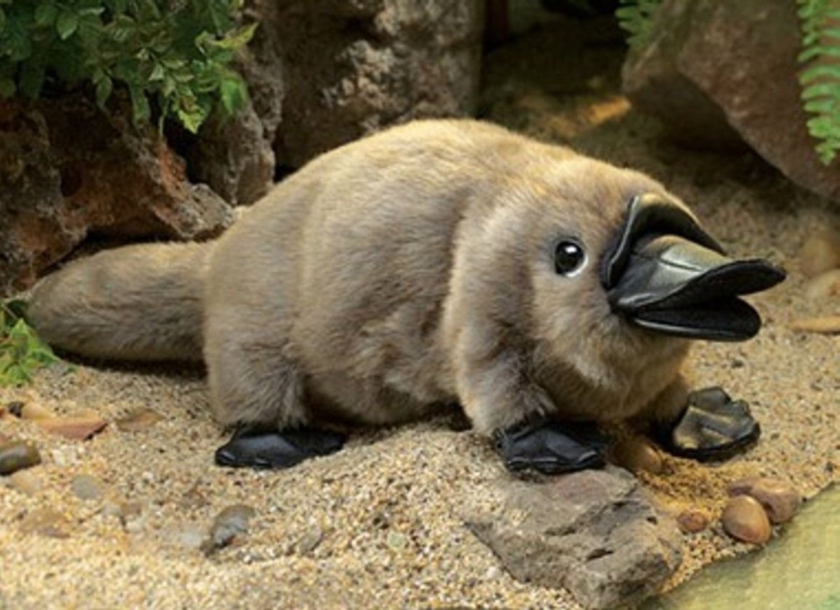 Животные Австралии Утконос