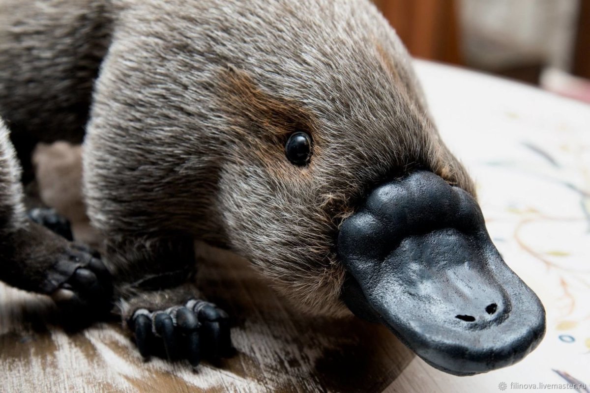 Утконос милый