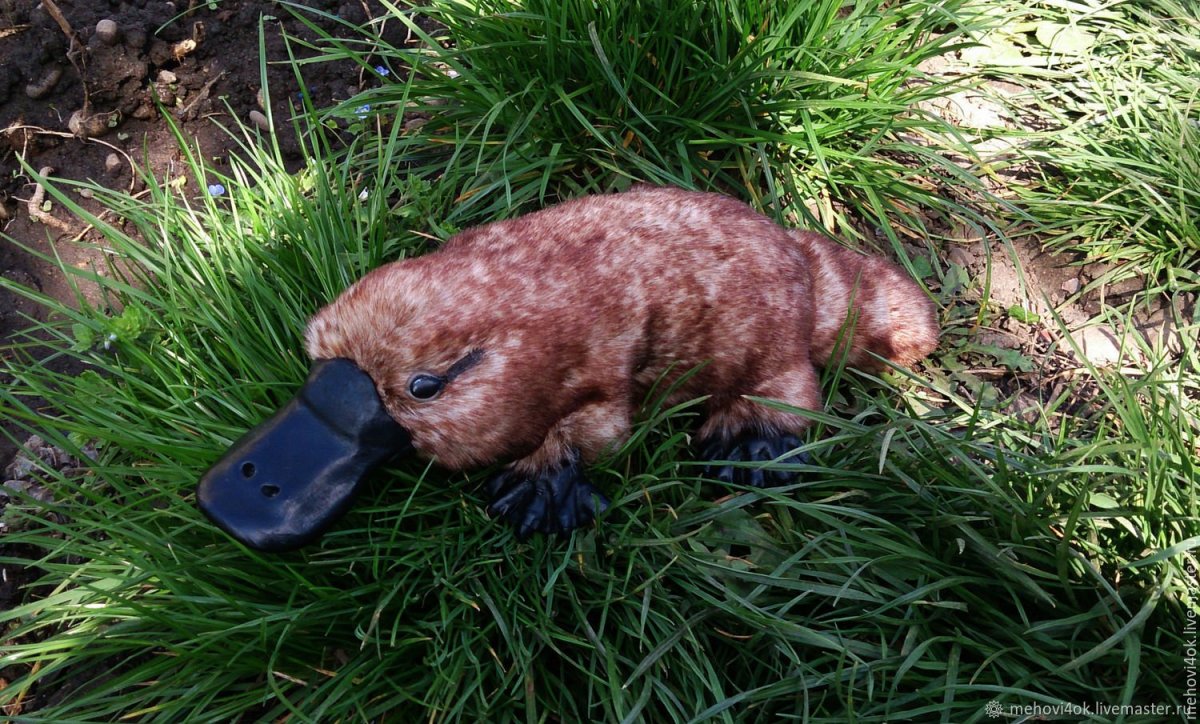 Утконос вымер