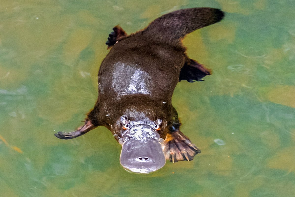 Утконос обыкновенный