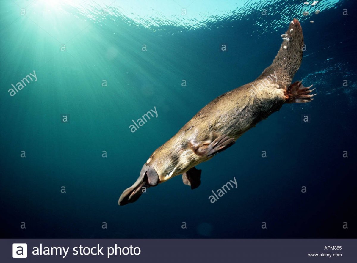 Утконос птица