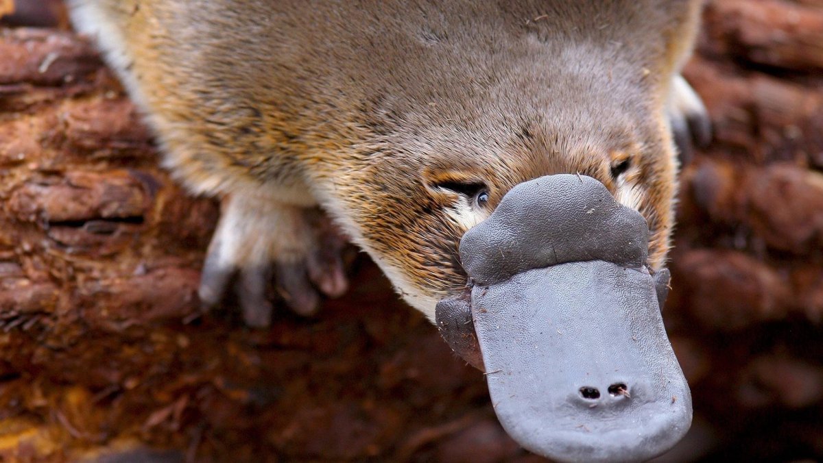 Животные Австралии Утконос