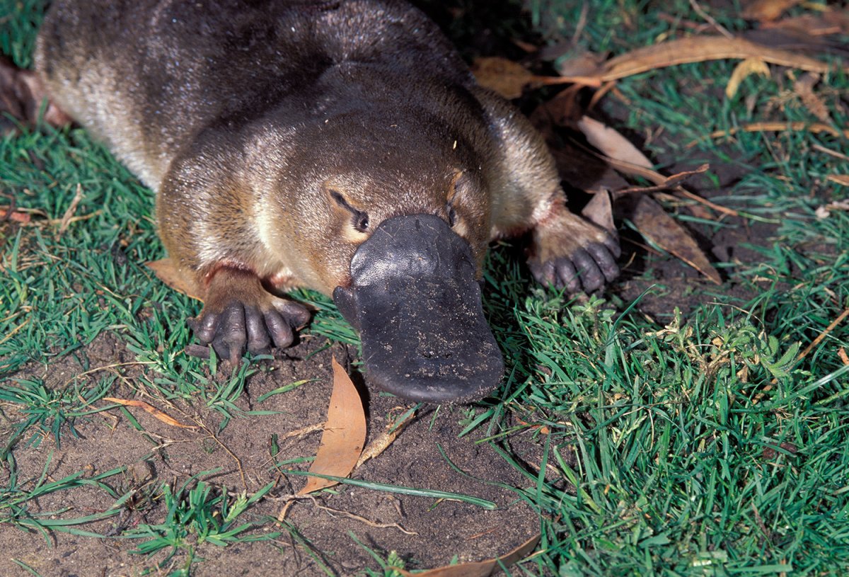 Эндемики Австралии Утконос