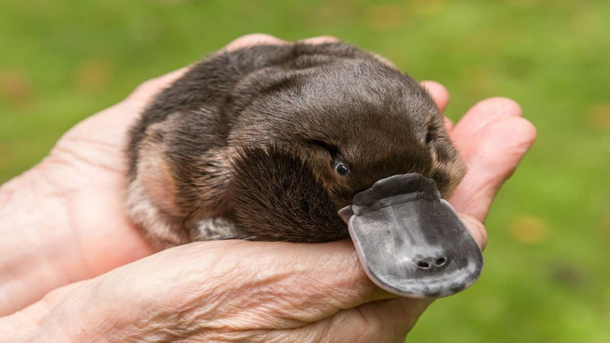 Утконос в Австралии