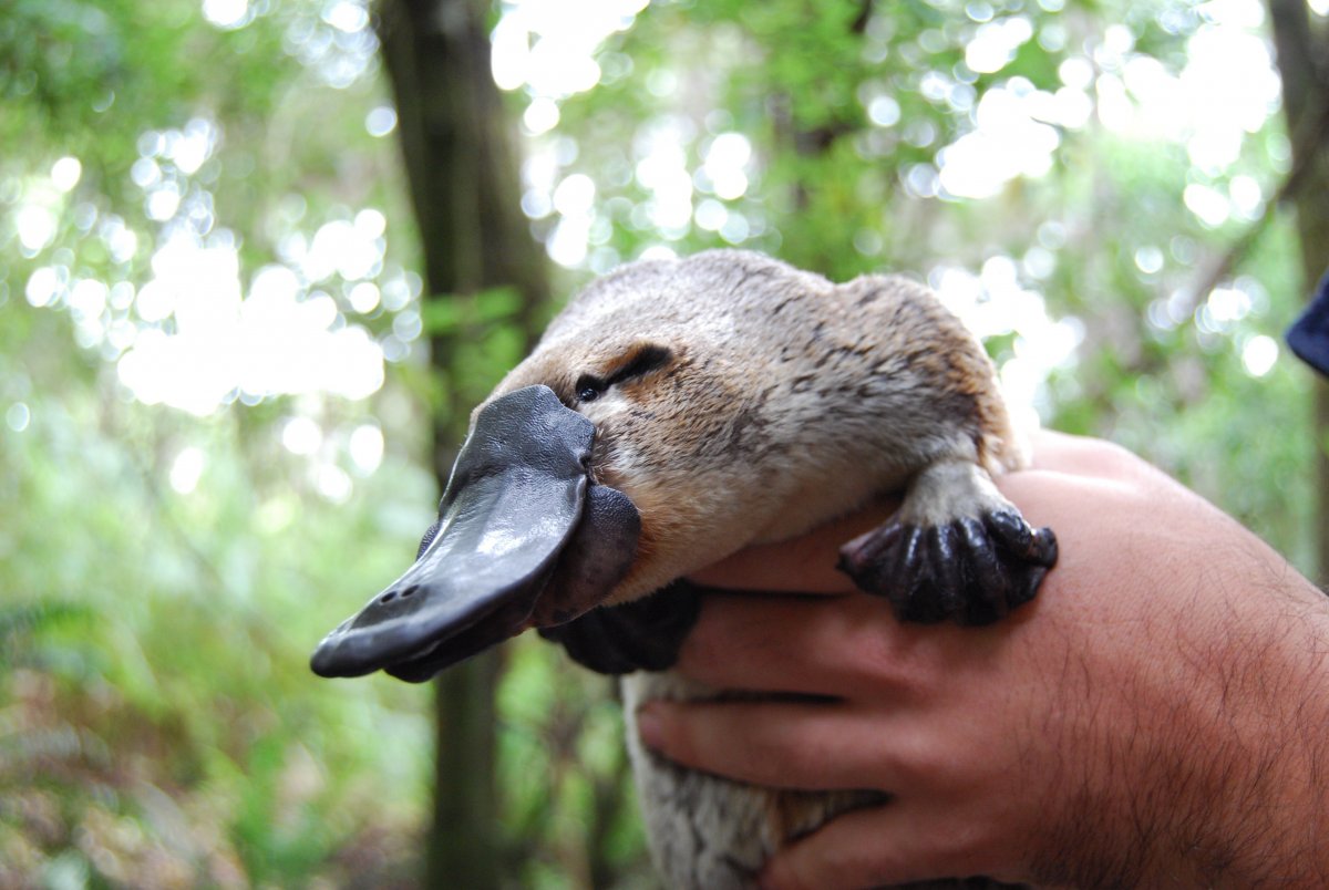 Утконос утконоса нос