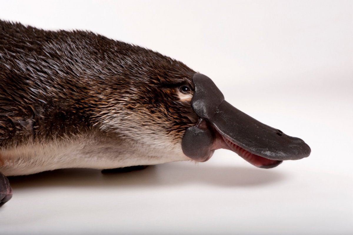 Отряд однопроходные Утконос