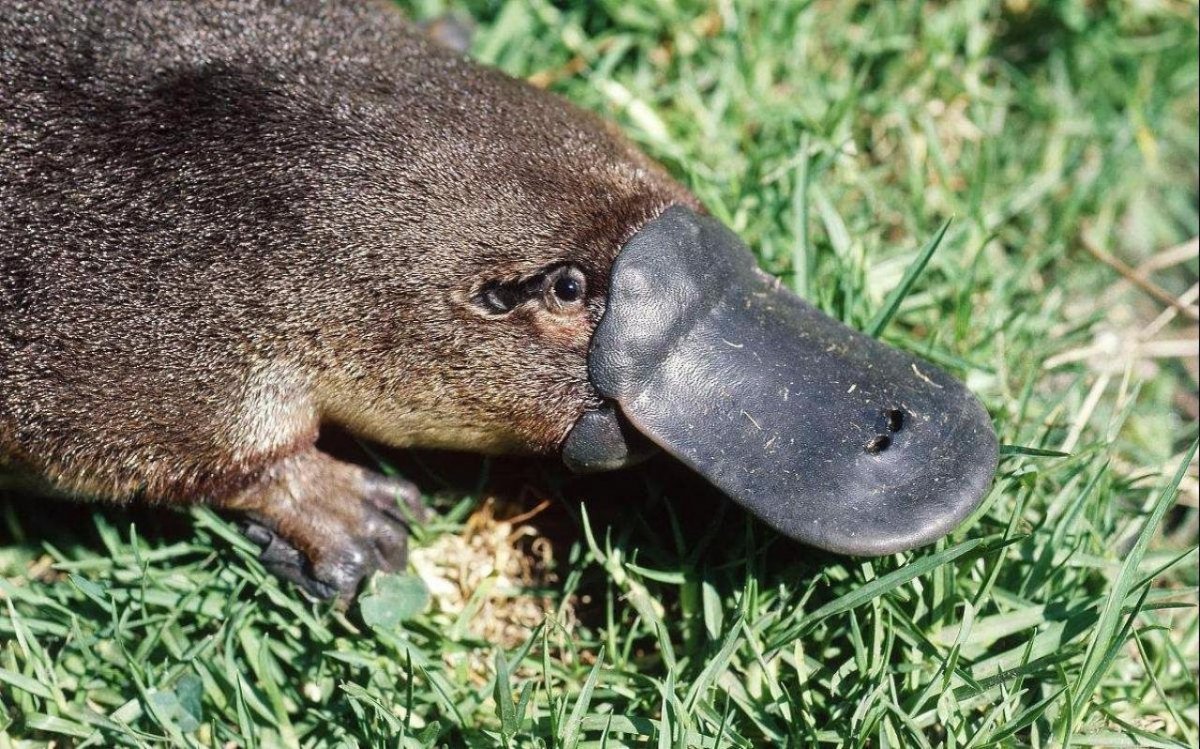 Сумчатый Утконос