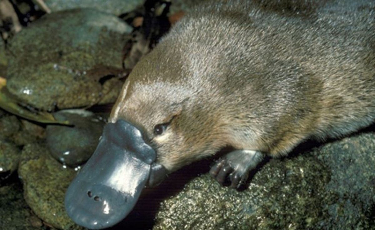 Утконос высиживает яйца