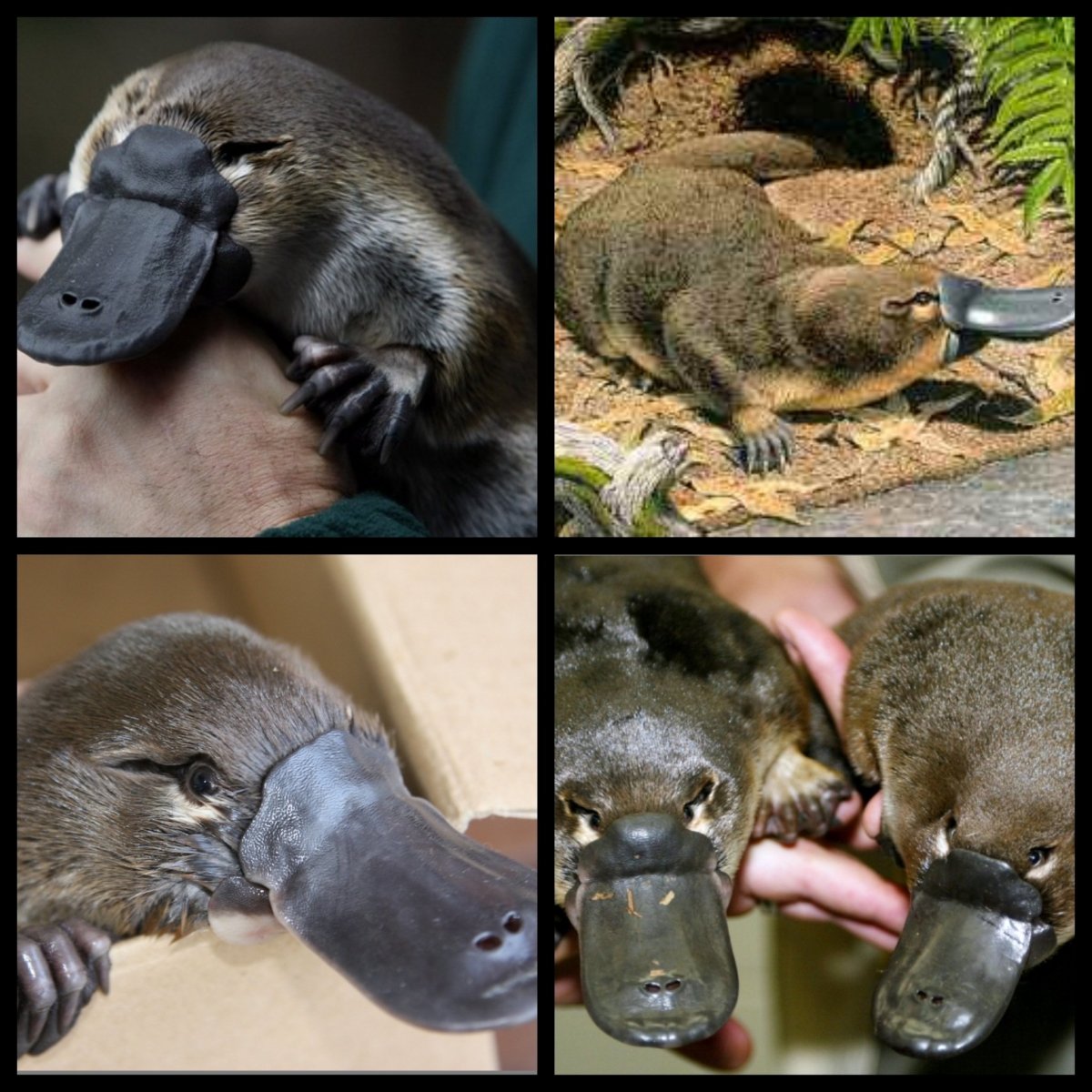 Утконос млекопитающее