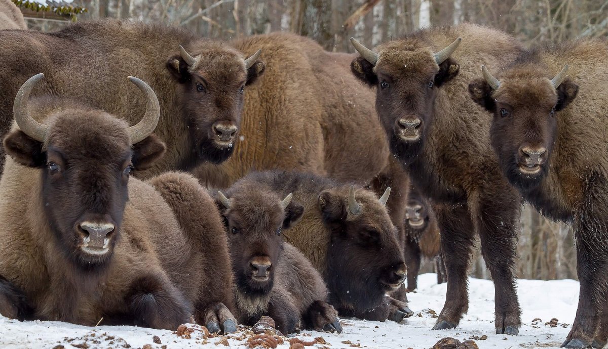 ЗУБР заповедник в России