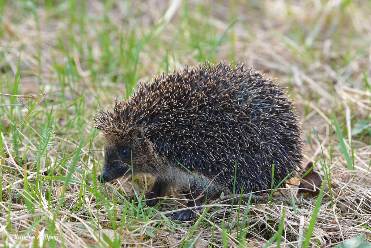 Калужские Засеки растения