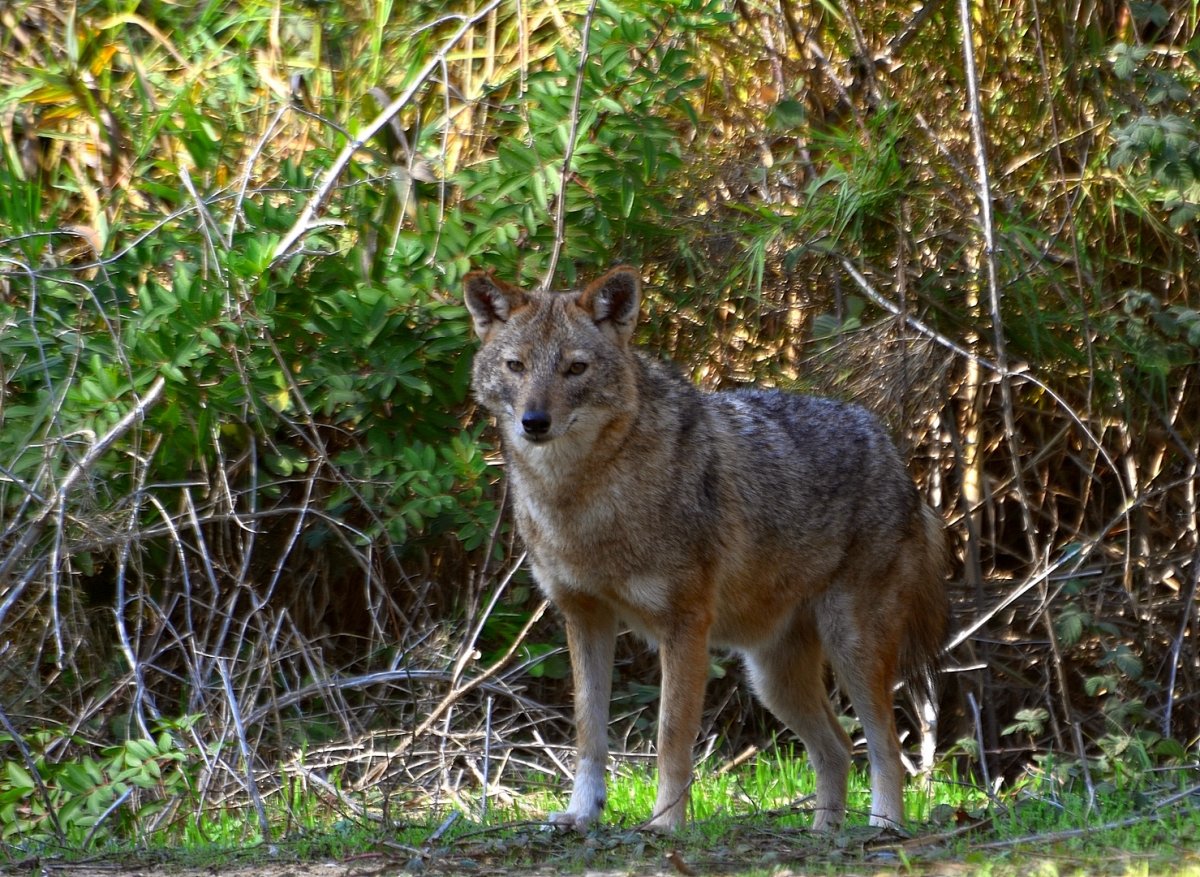 Дикие животные Брянской области
