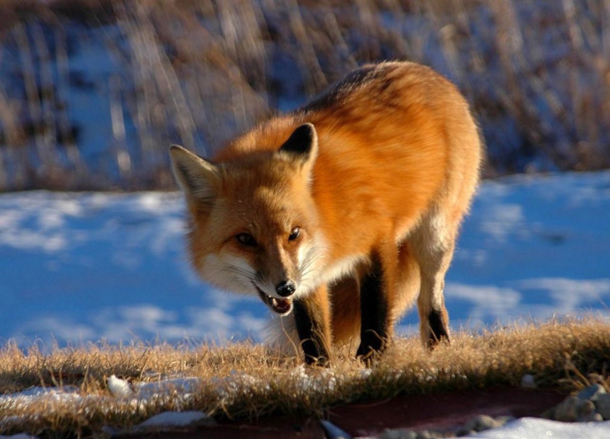 Дикие животные Урала