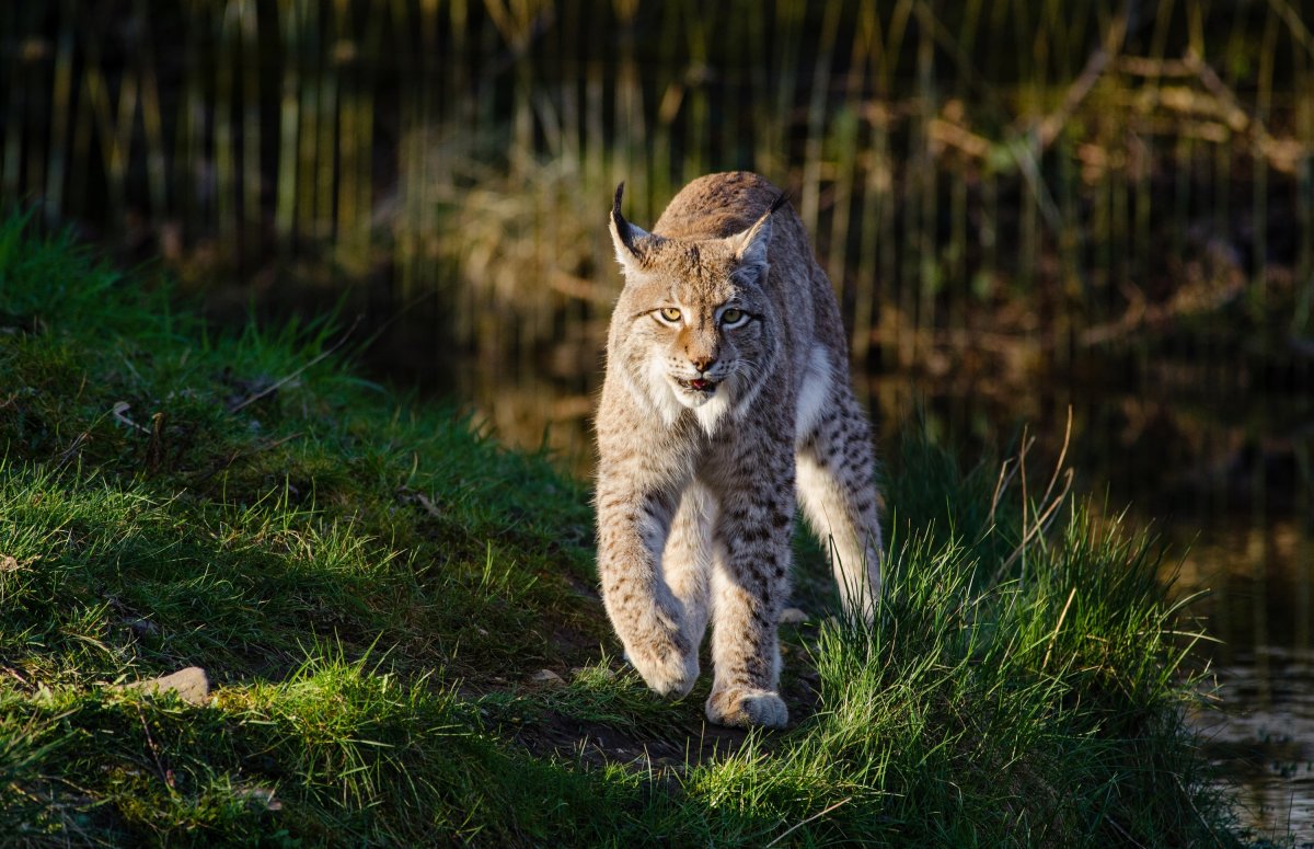 Калужские Засеки Рысь