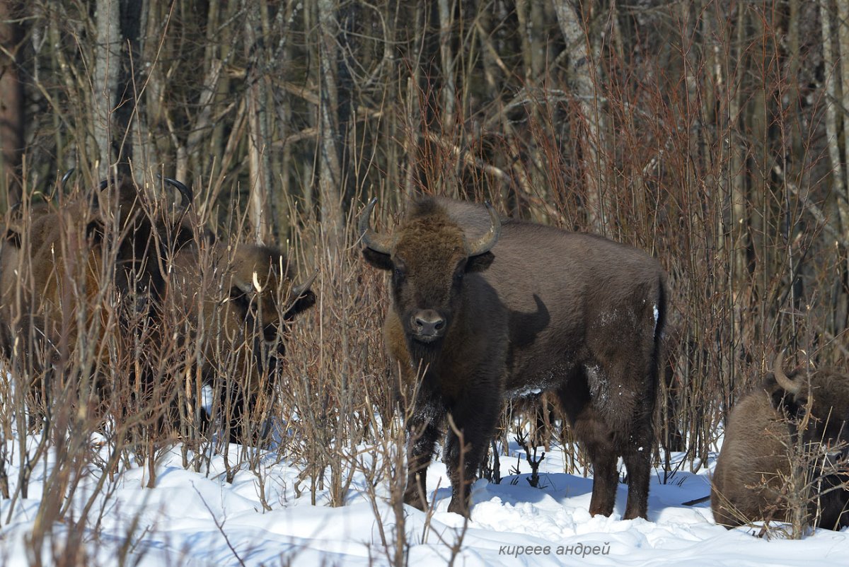 Калужские Засеки