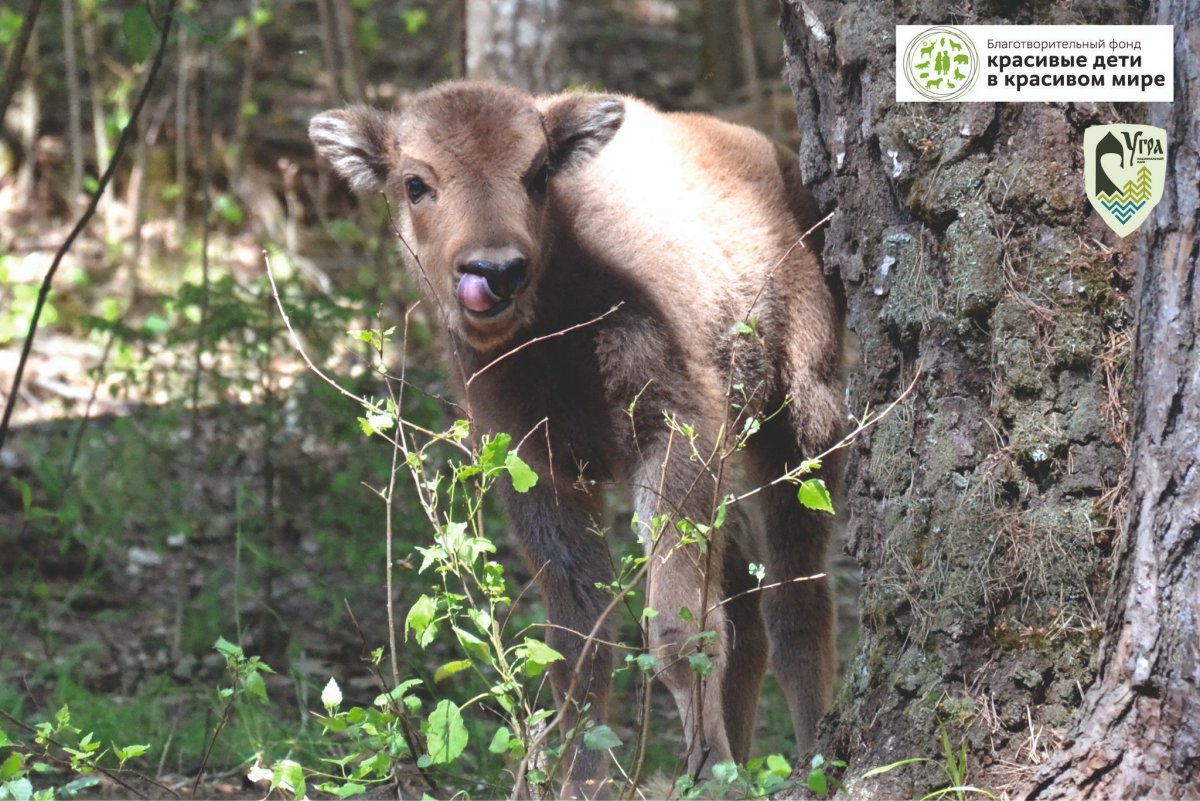 Заповедник Калужской области национальный парк Угра
