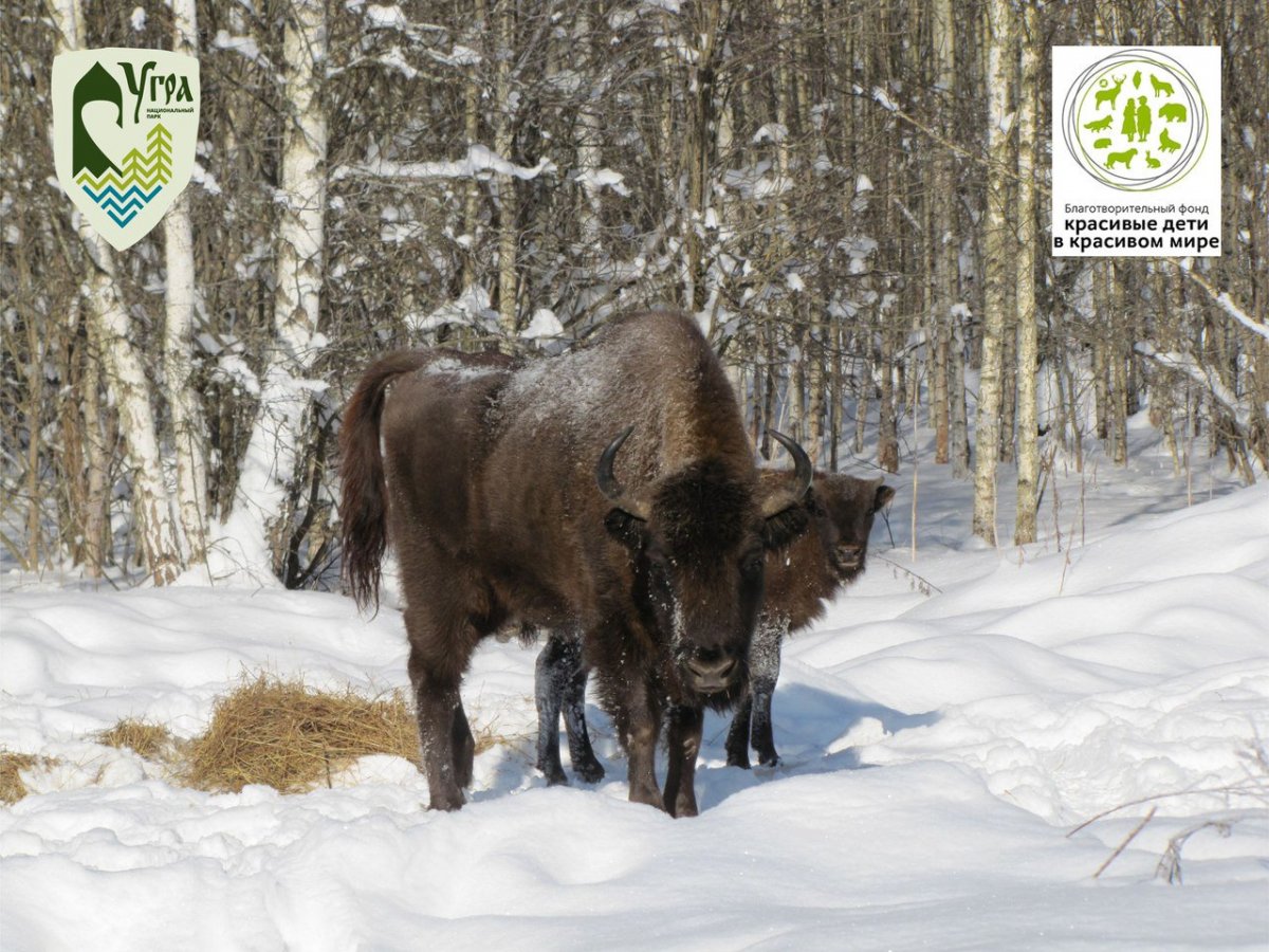 Национальный парк Угра Калужская область животные