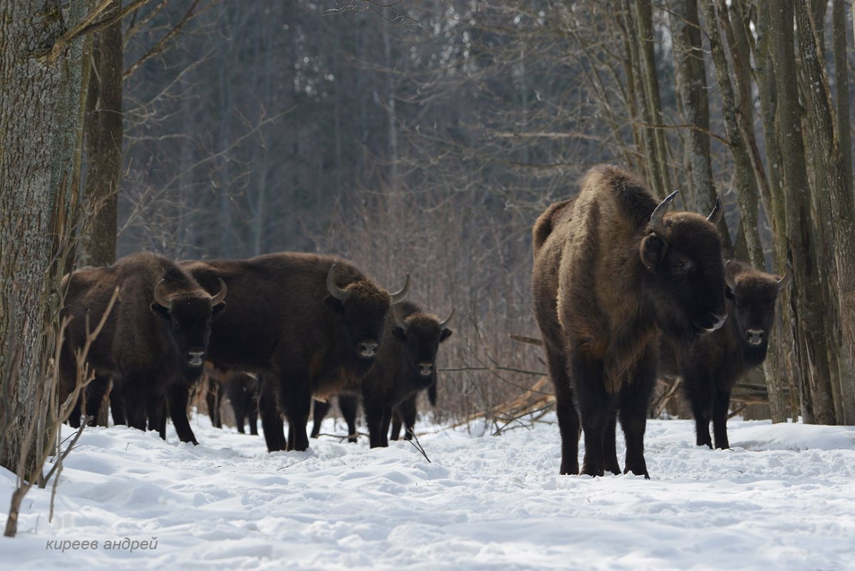 Заповедник Калужские Засеки растения