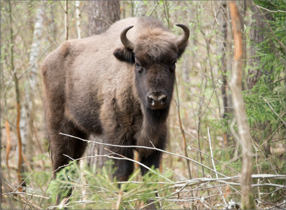 Животные нац парка Угра
