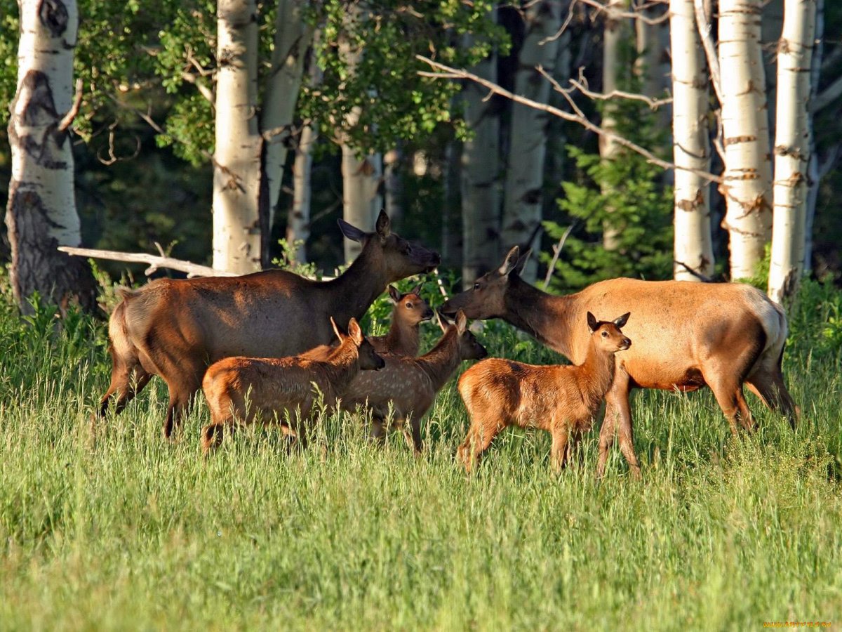 Косуля Калужские Засеки