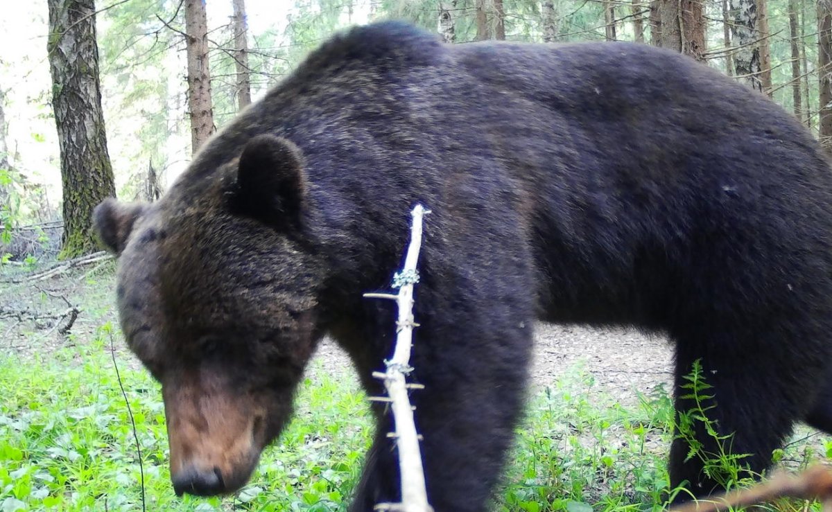 Фауна нац парка Угра