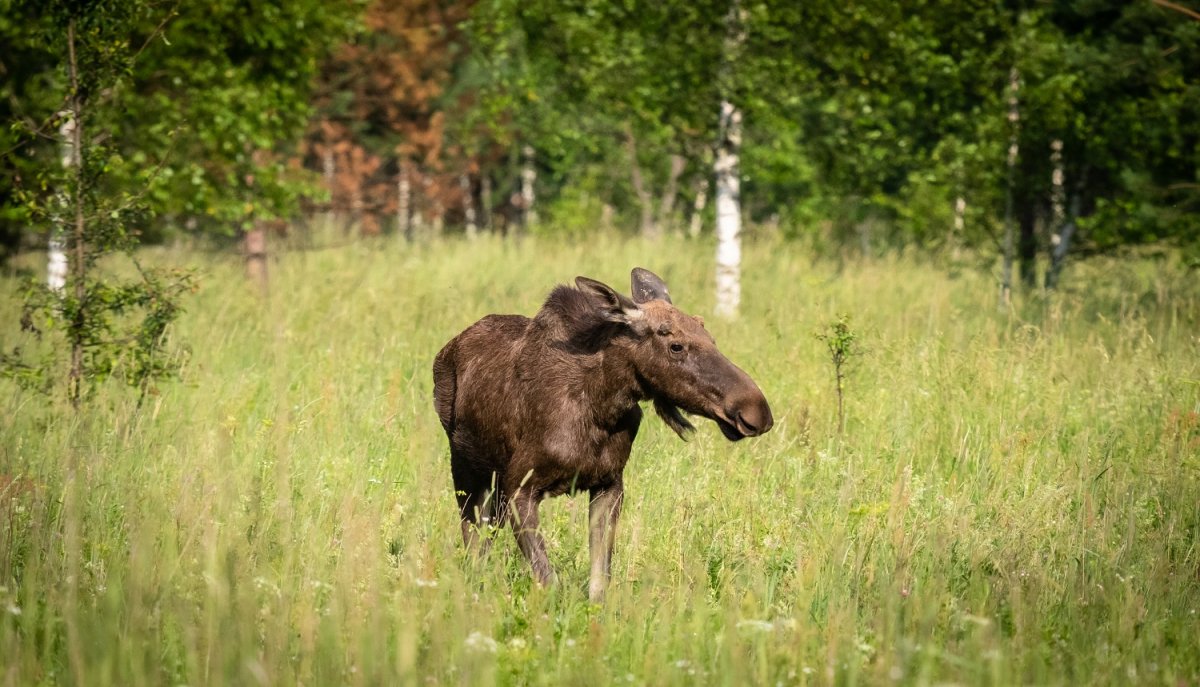 Лось национальный парк Койгородский