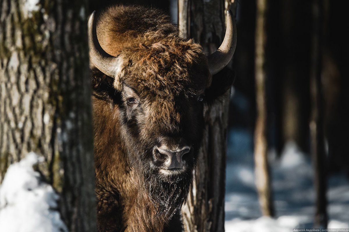 Нац. Парк Калужские Засеки