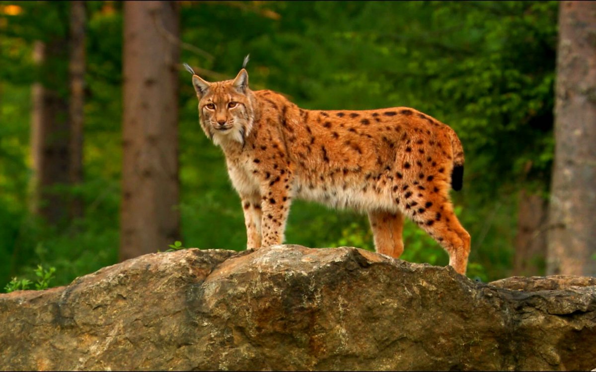 Рысь европейская обыкновенная