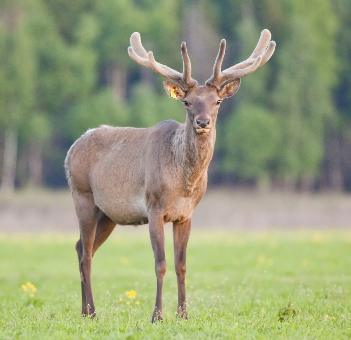 Дикие животные Владимирской области