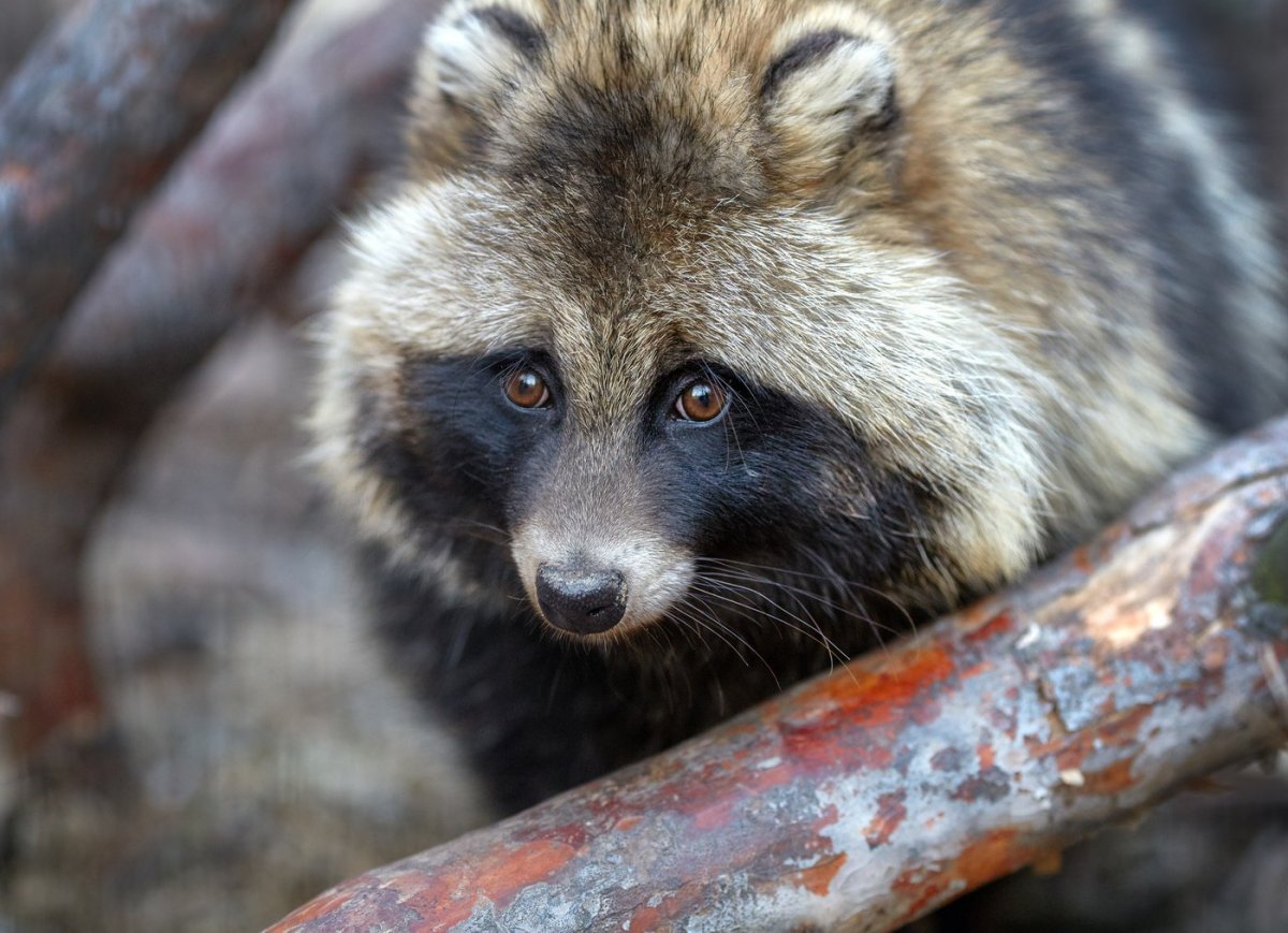 Уссурийская енотовидная собака