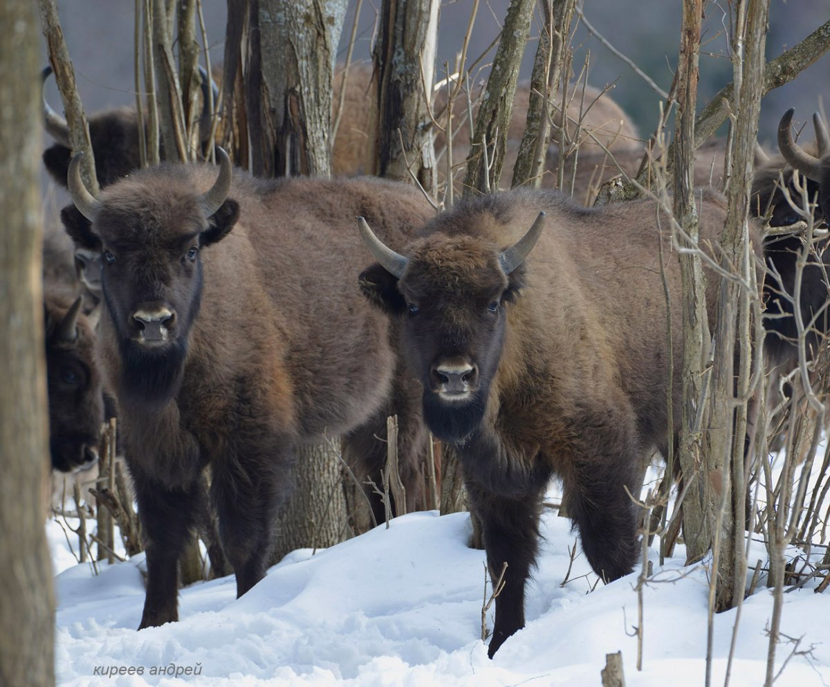 Калужские Засеки
