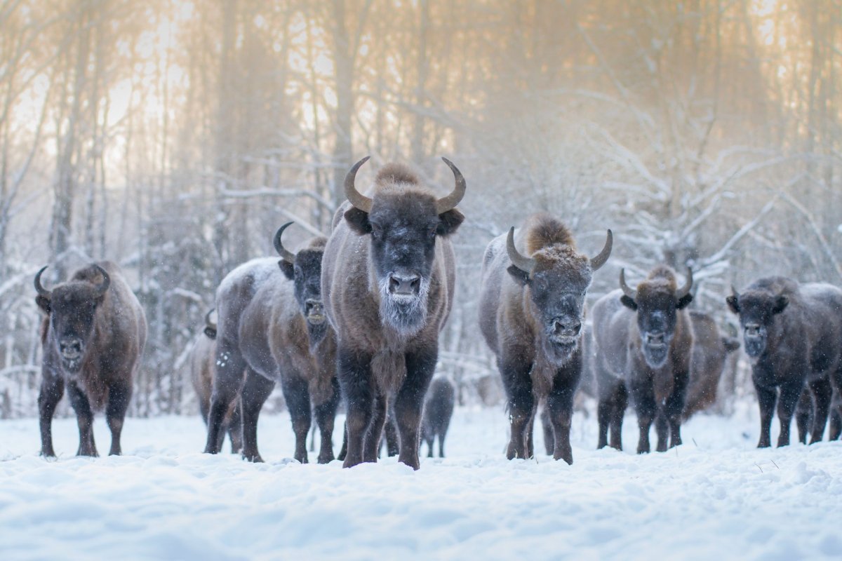 Калужские Засеки