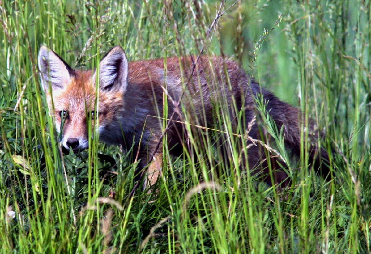 Лиса в Кировской области