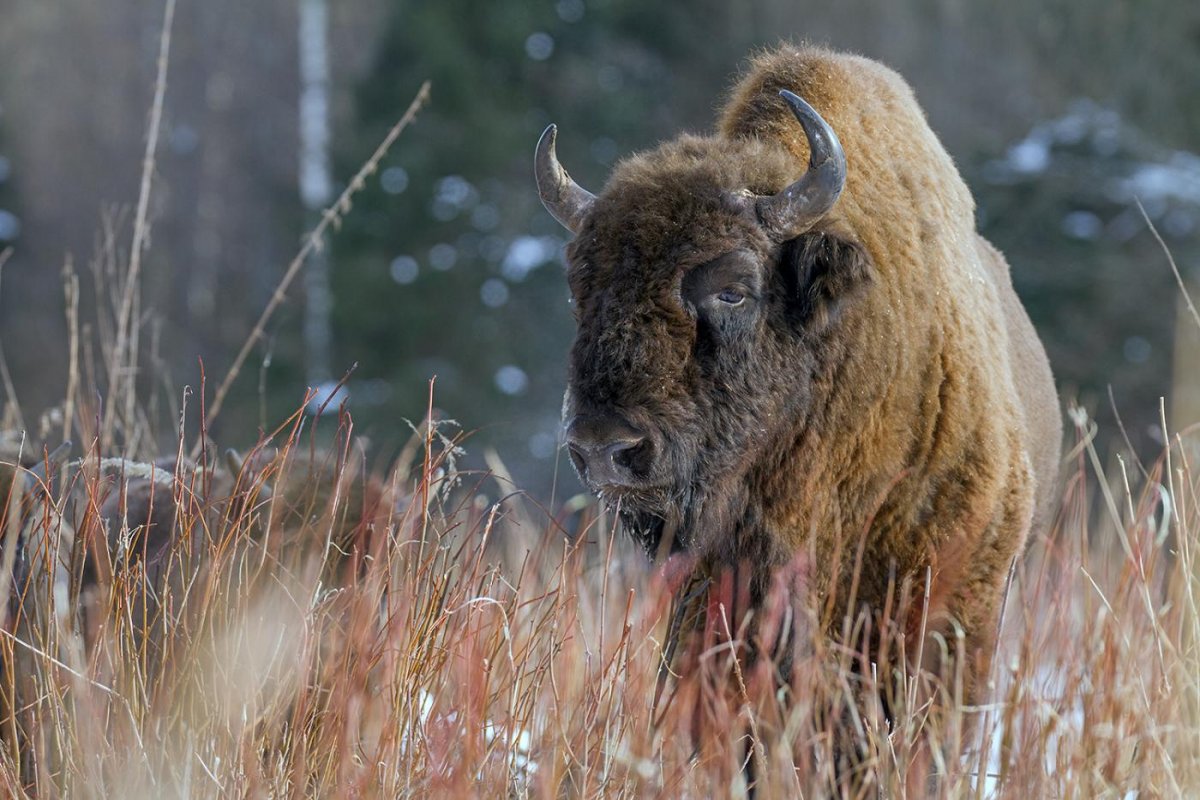 Заповедник Калужские Засеки ЗУБР