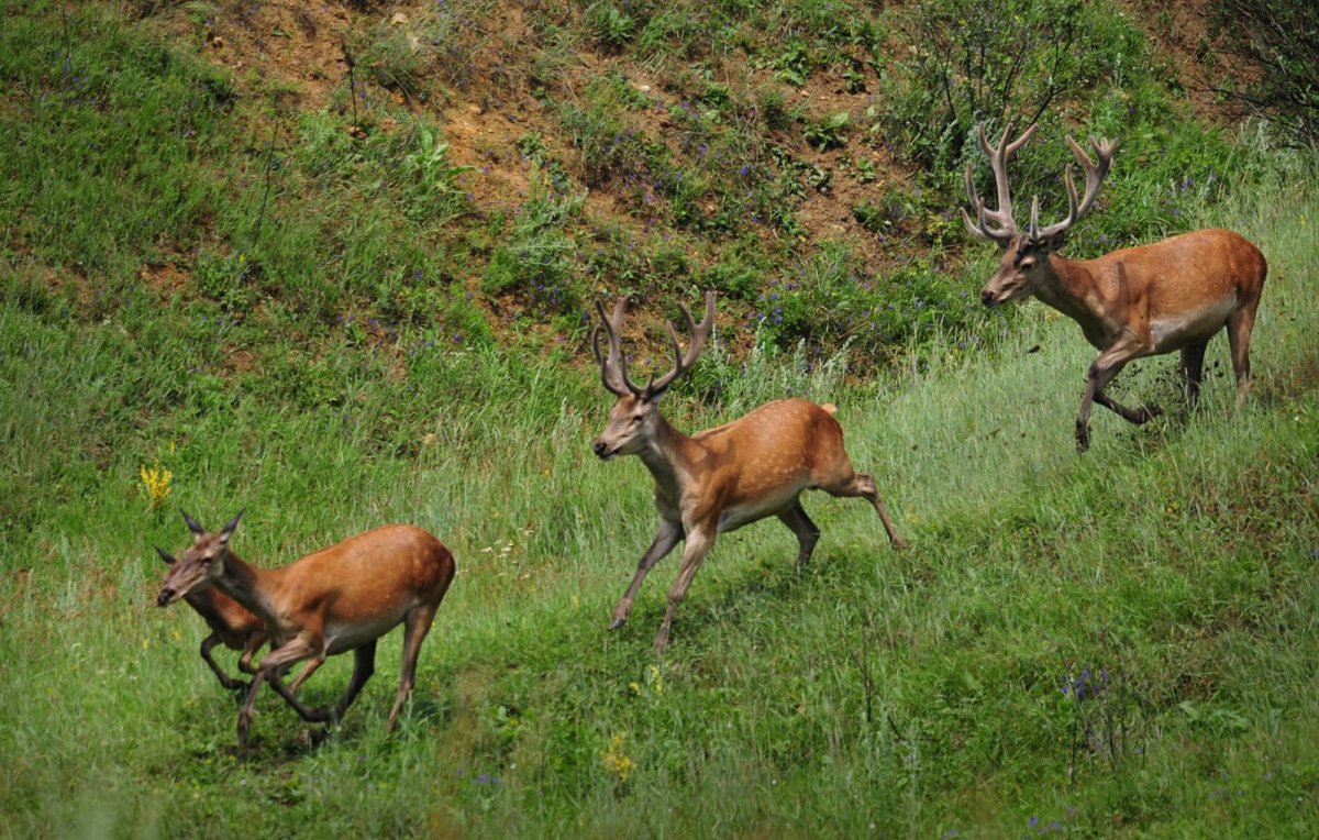 Олений парк Липецкая область