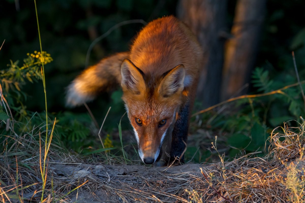 Животные Калужской области