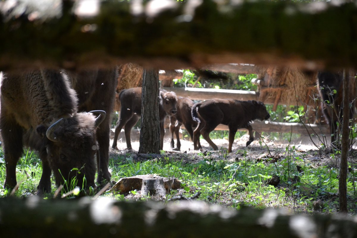 Национальный парк Угра зубры