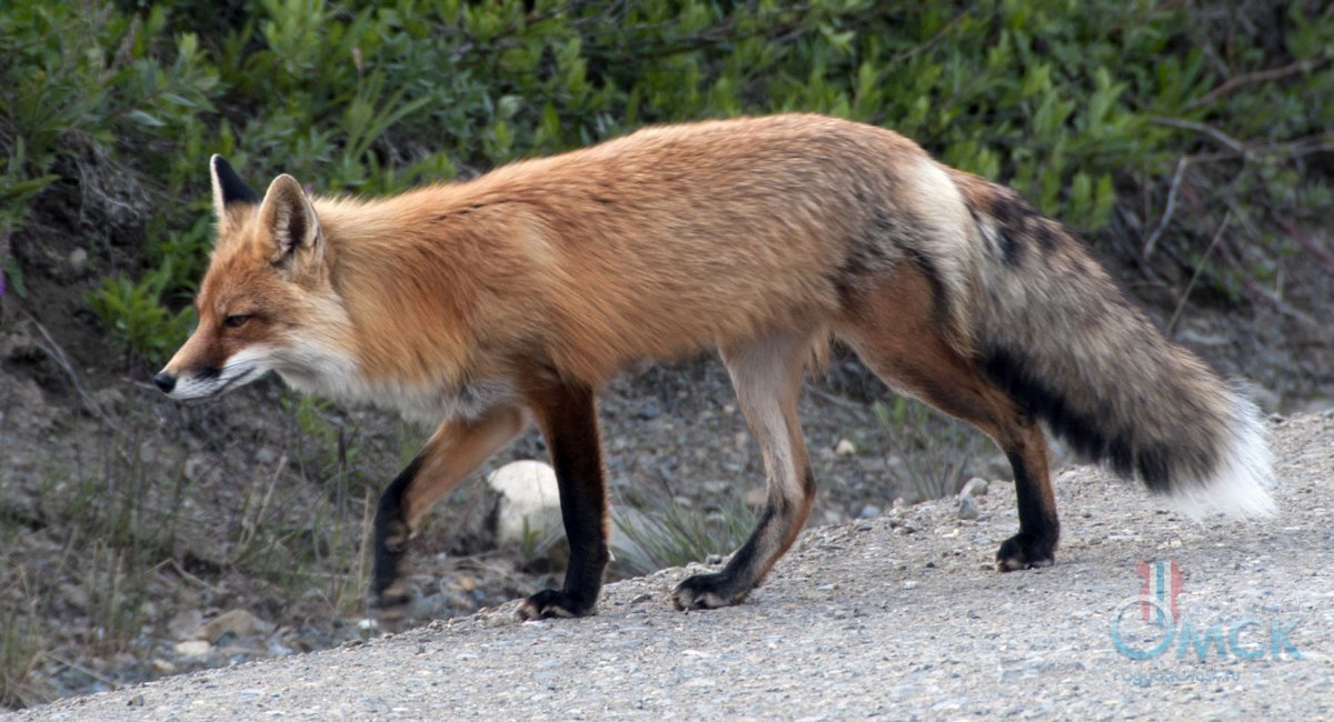 Животные Калужской области