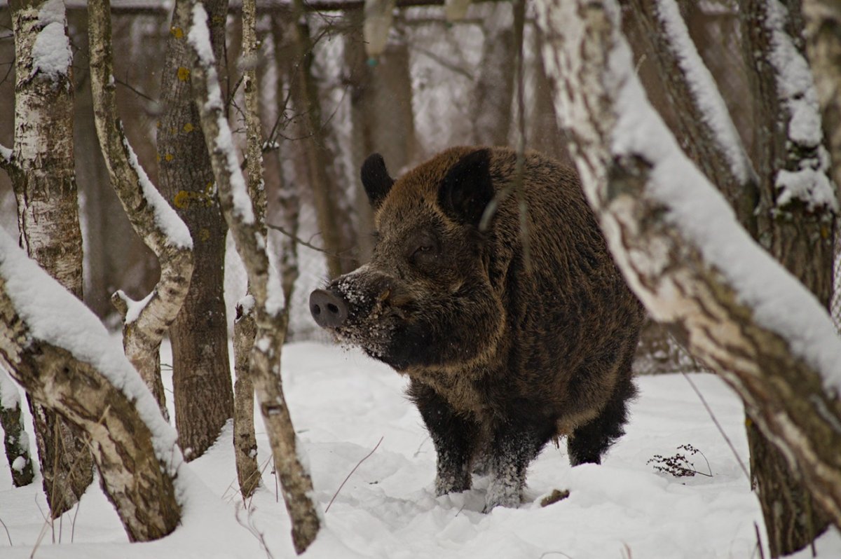 Какие звери обитают в Калужской области
