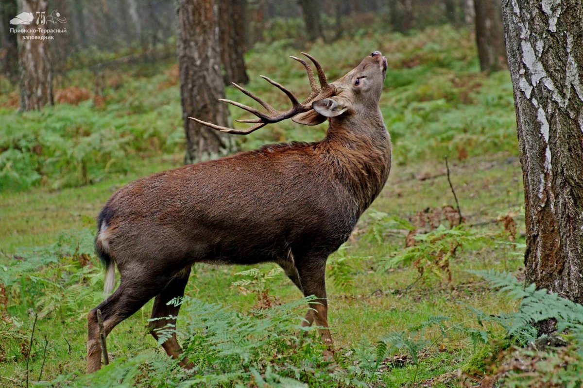 Приокско-Террасный заповедник звери