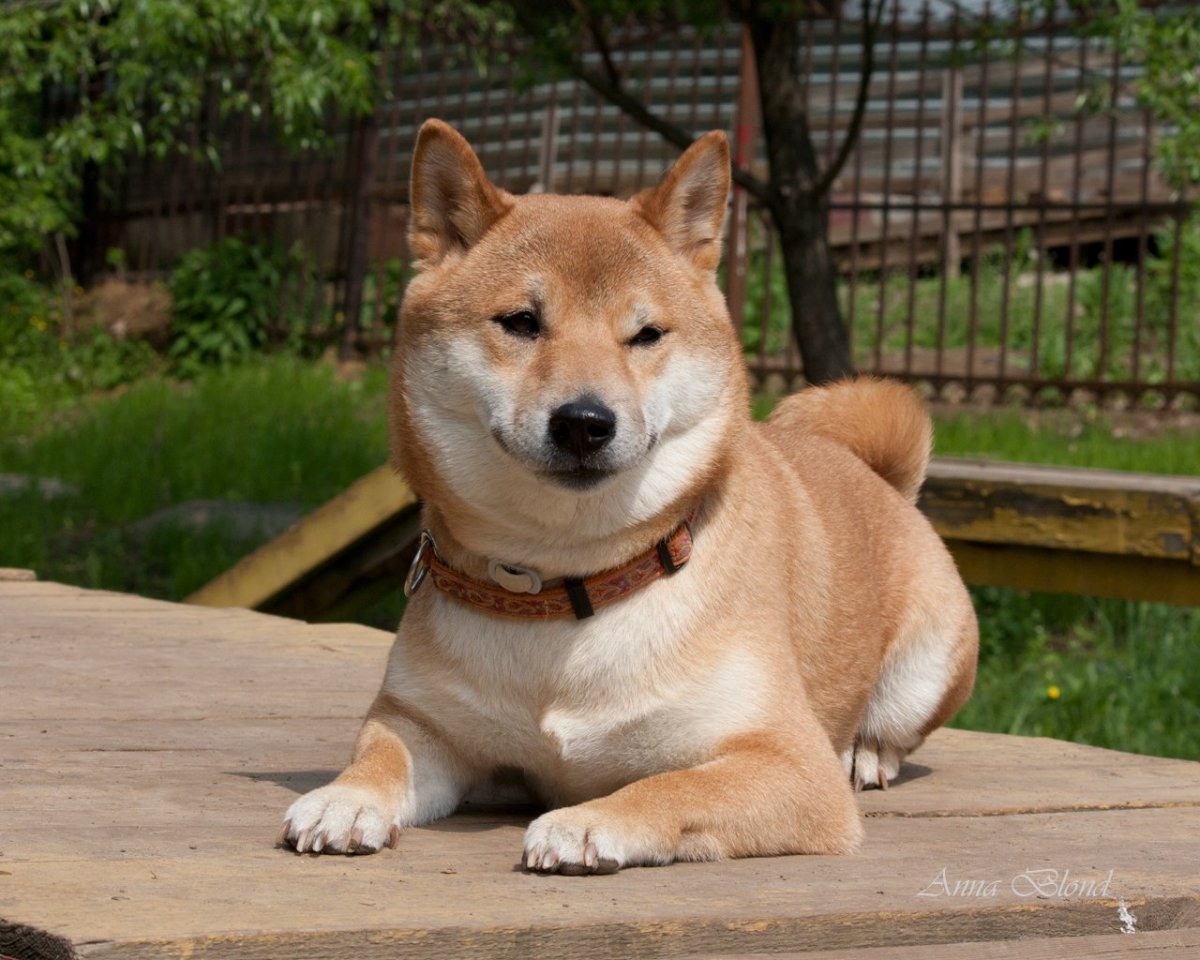 Сиба-ину и Акита и кот