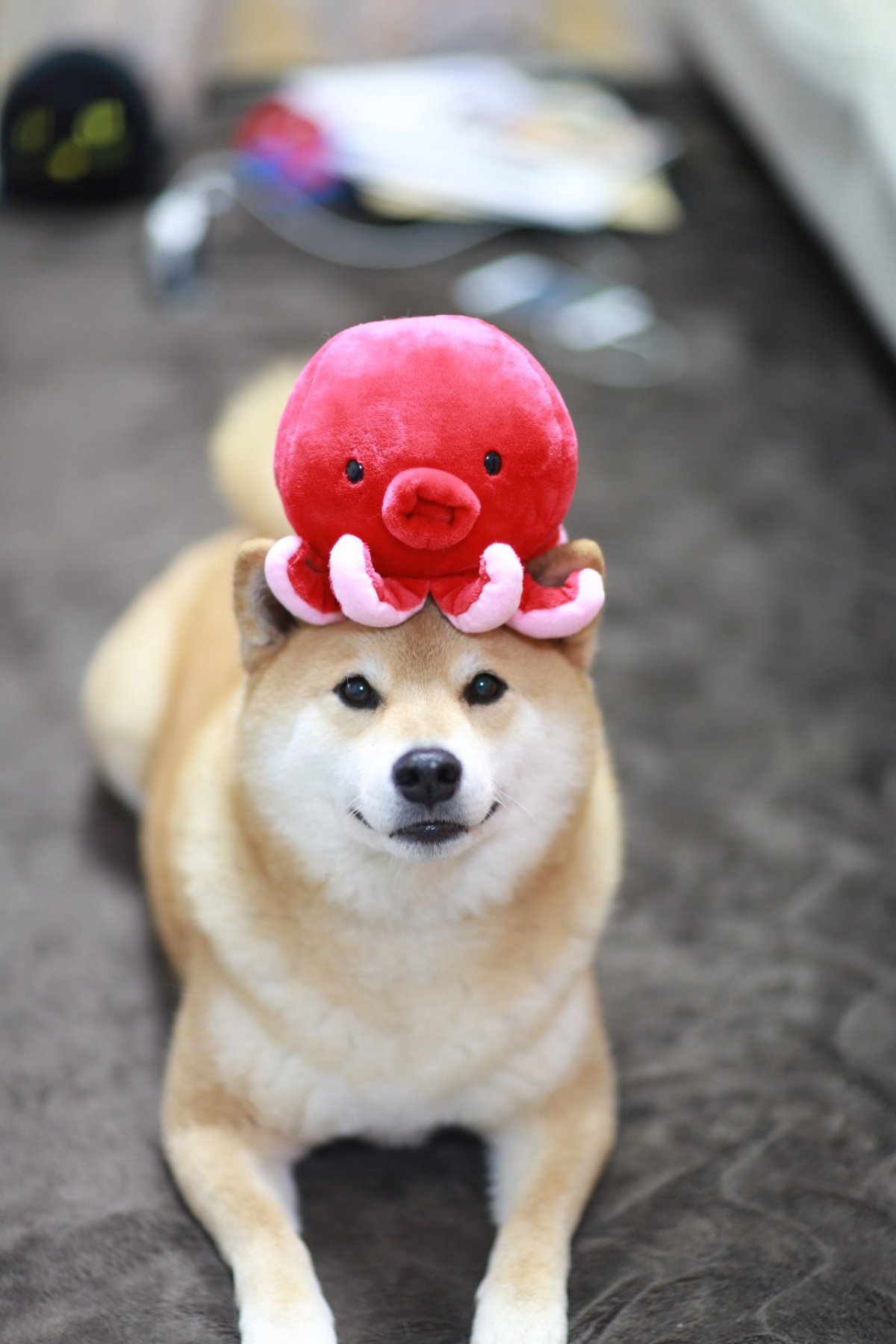 Японская собака с розовыми щечками