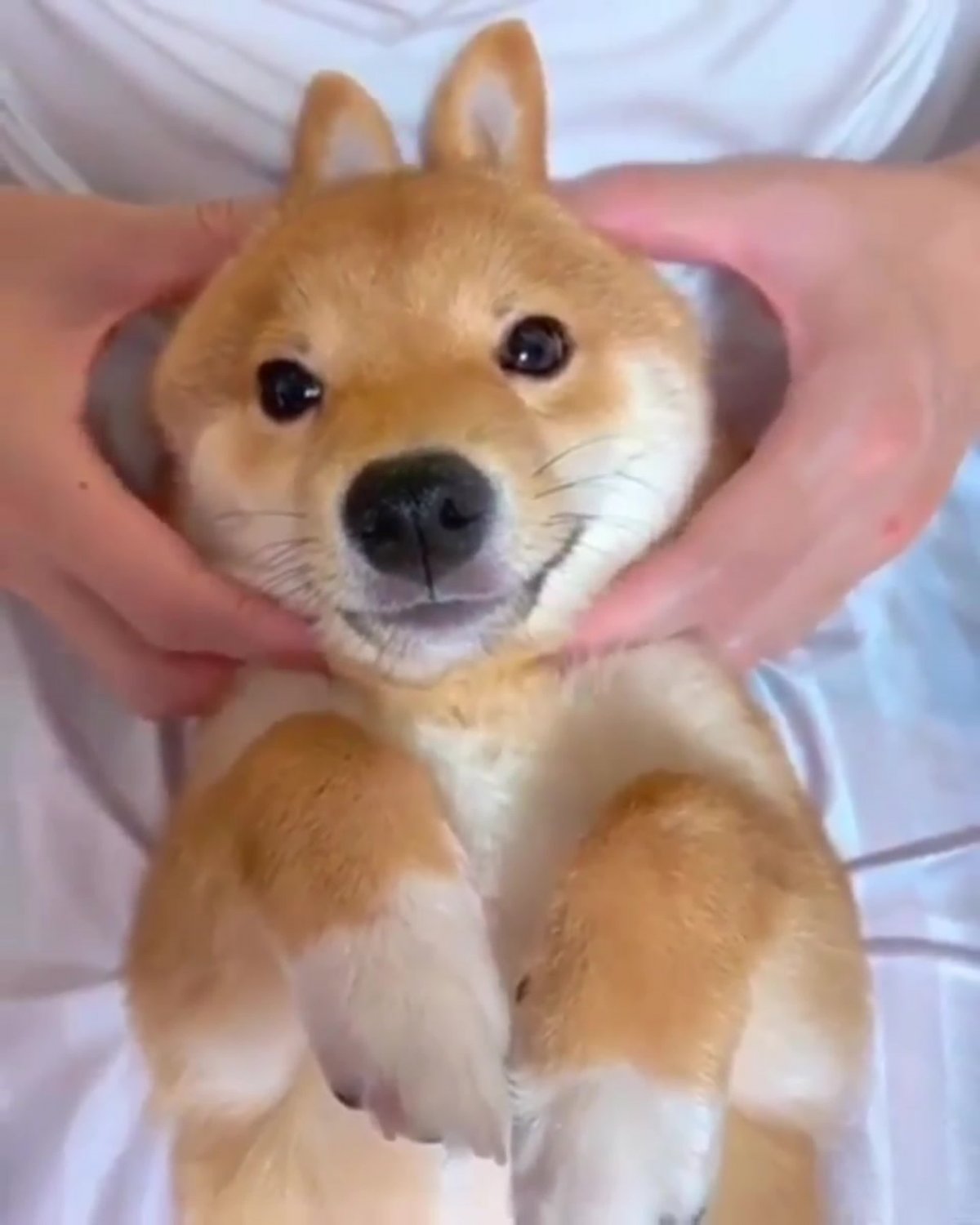 Японские породы собак Шиба ину