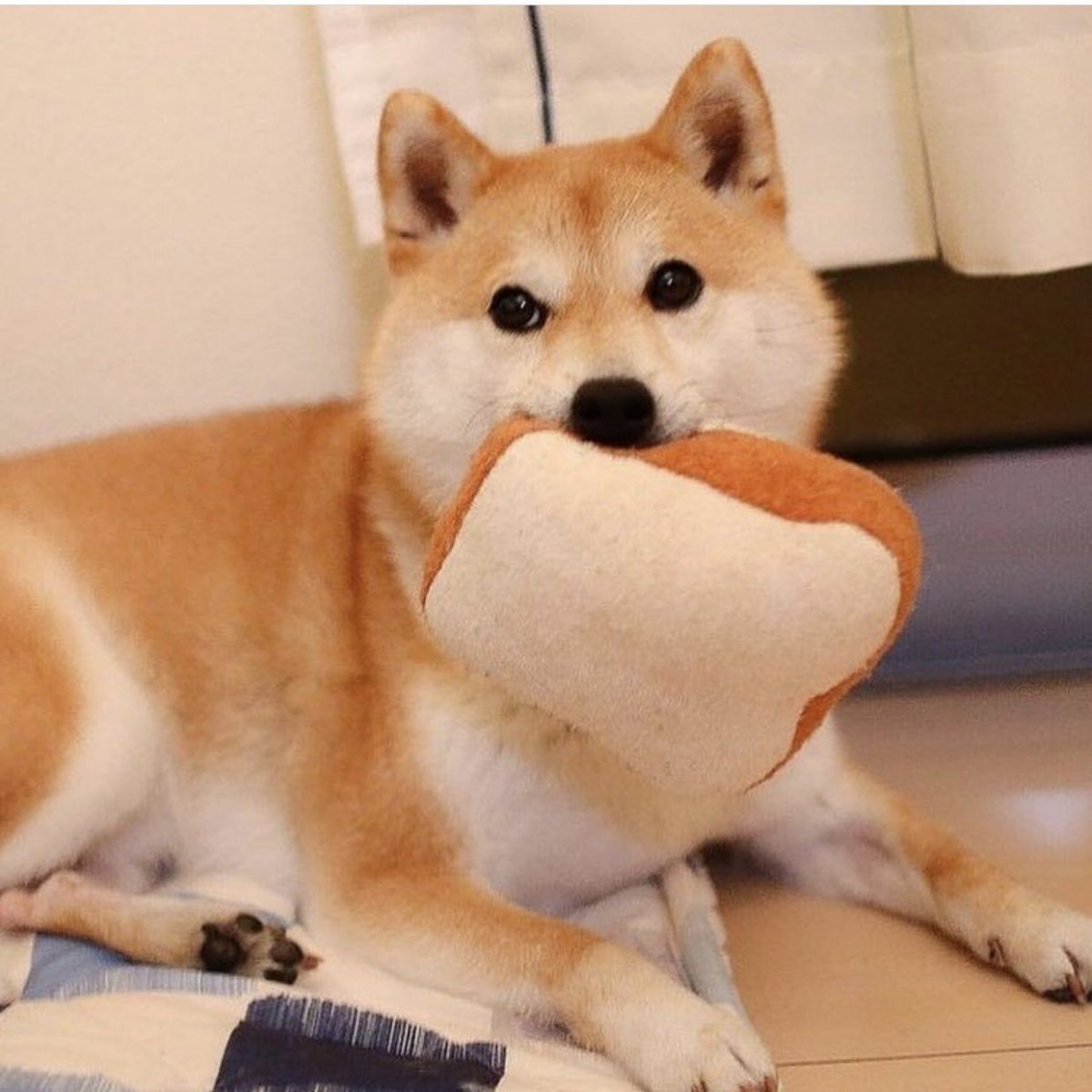 Акита-ину и сиба-ину