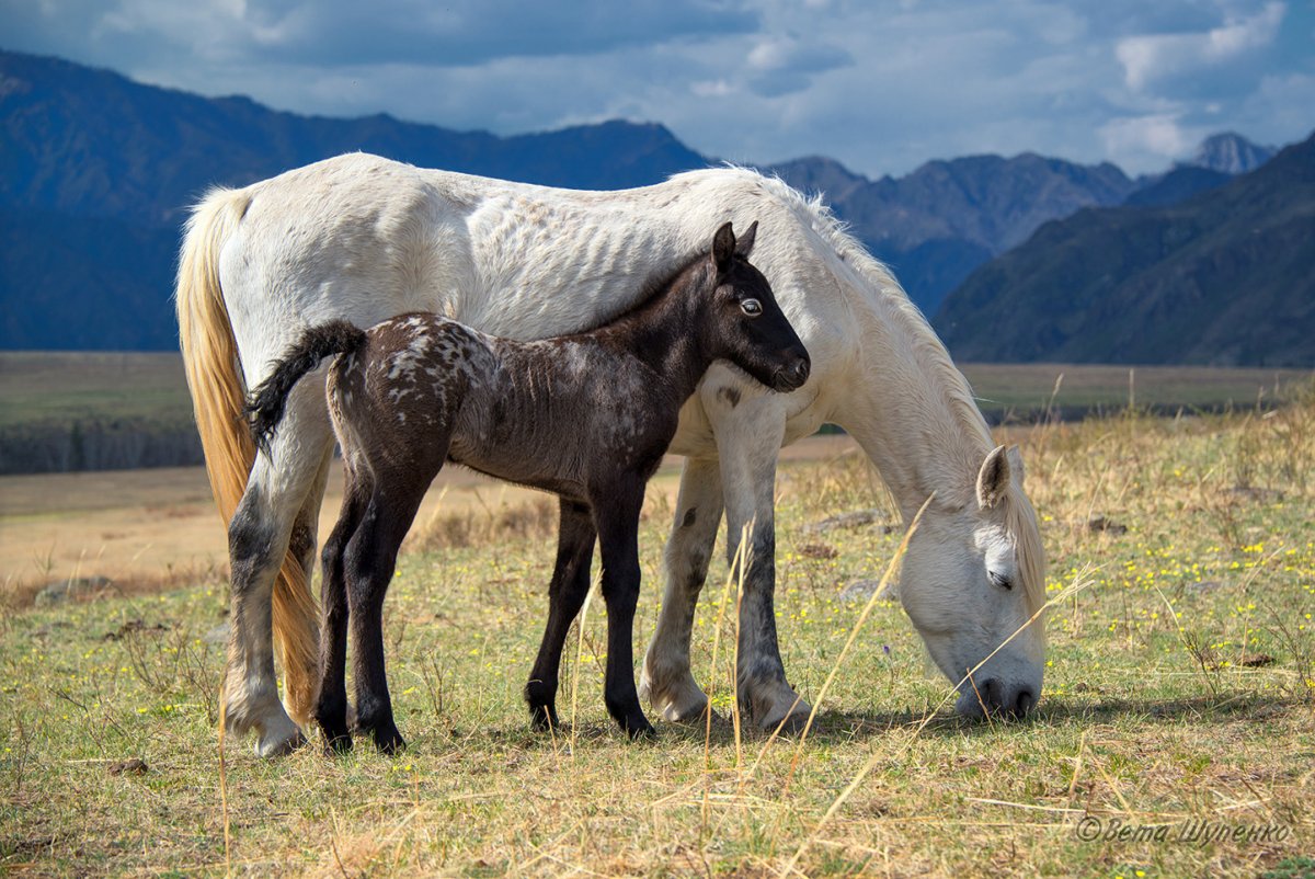 Алтайская Горная лошадь