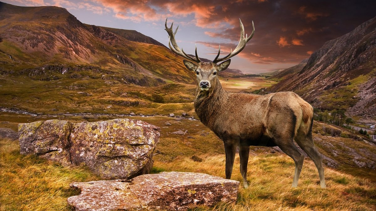 Марал в горах Алтая