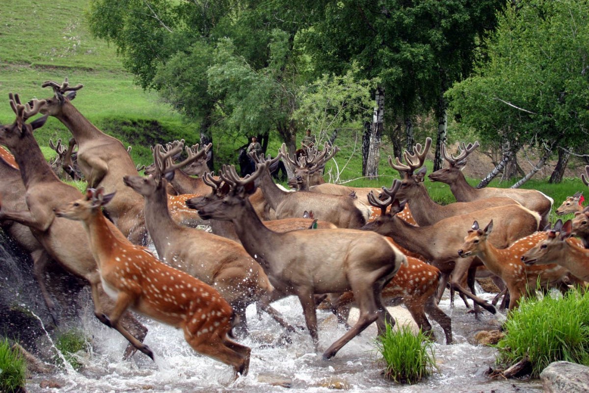 Маралы горный Алтай